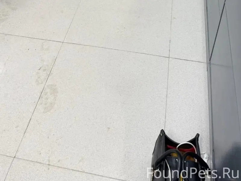 Найден метис фокстерьера, Подольск