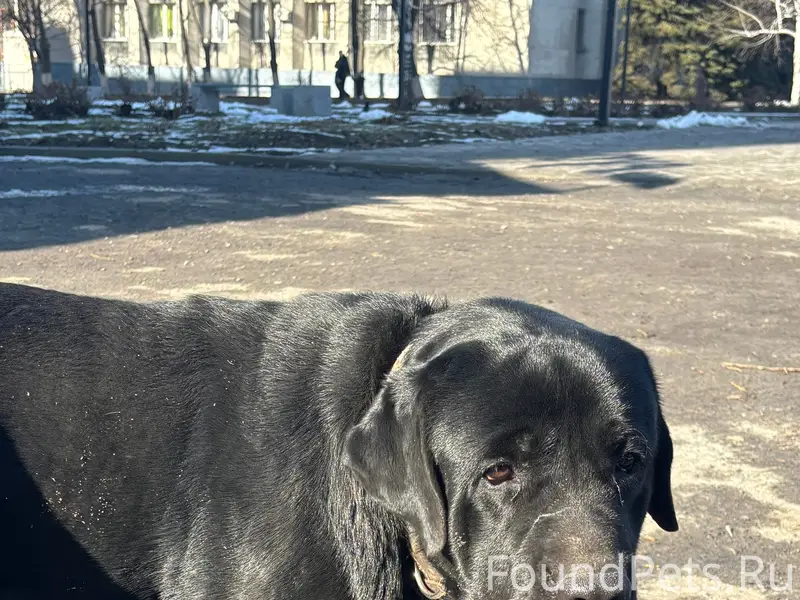 Найден пёс, Кировск