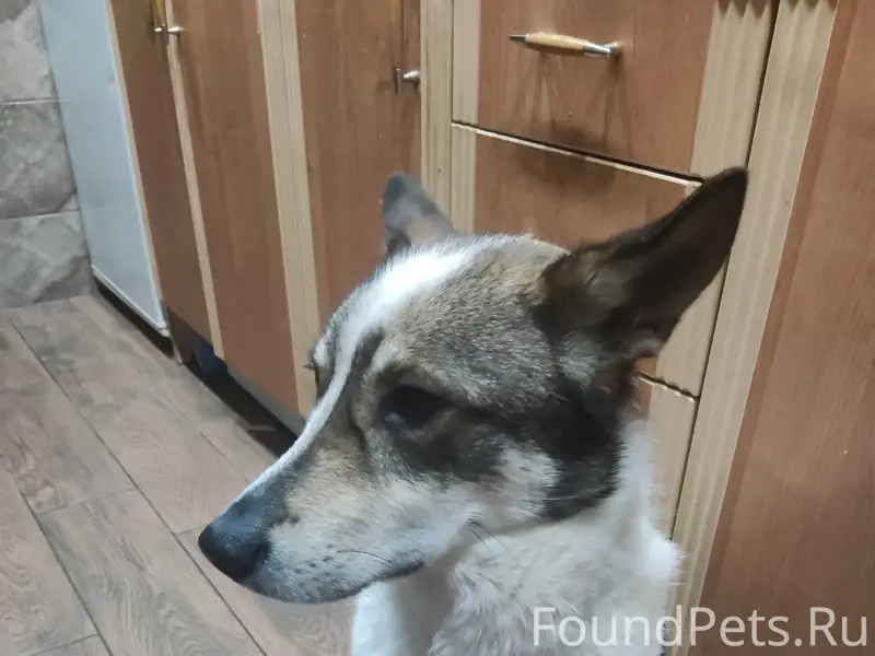 Пропал Бруно, Западный район