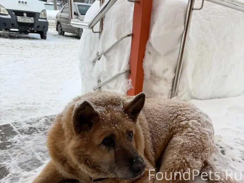 Найден пёс, лежит у монетки на Азина 203А