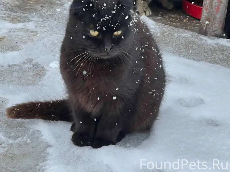 Пропал кот Василевс, ст. Новопокровская