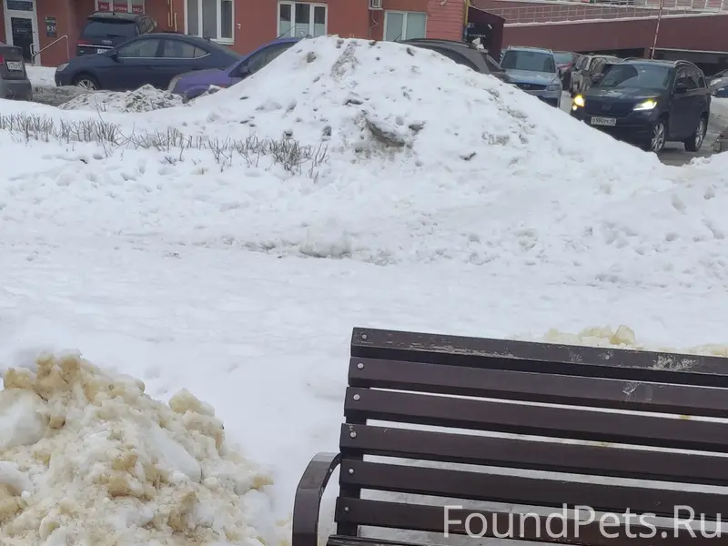 Найден пёс, 26 мкр, Аллея Белана