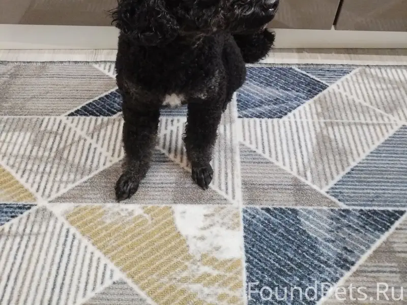 Найден пудель, Центральная 19