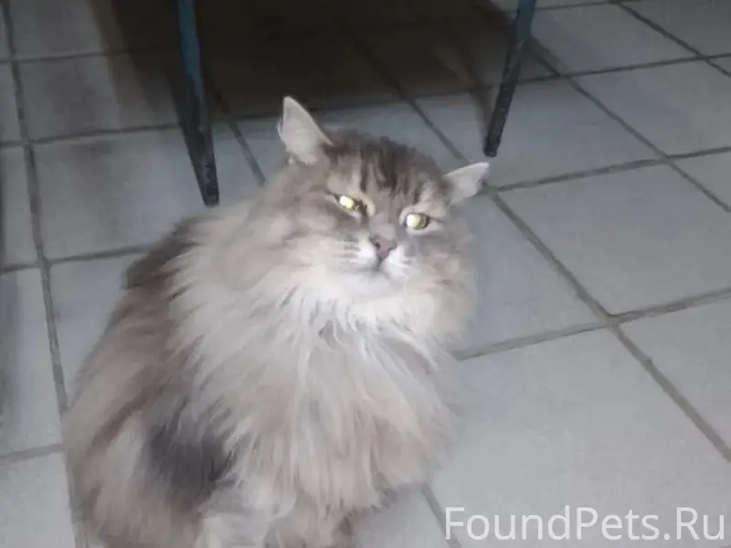 Пропала кошка Манька, микрорайон