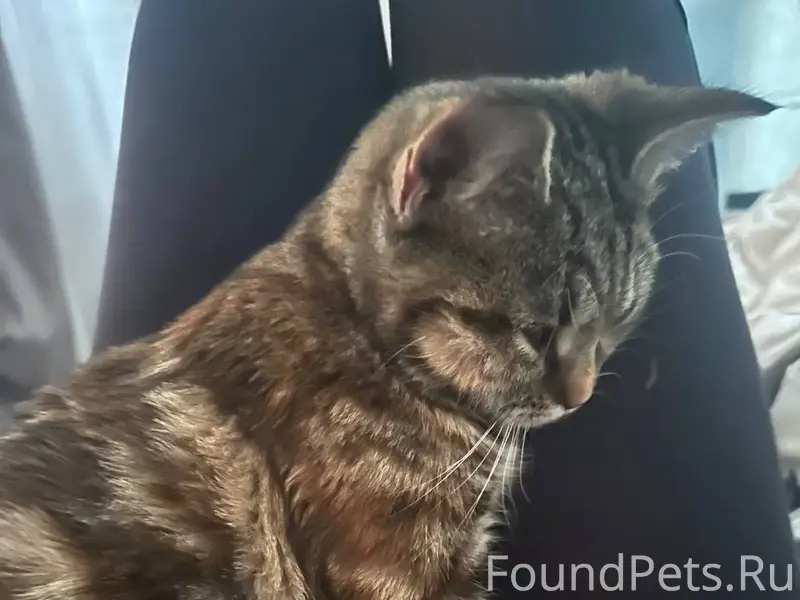 Найден трёхцветный кот, СВАО