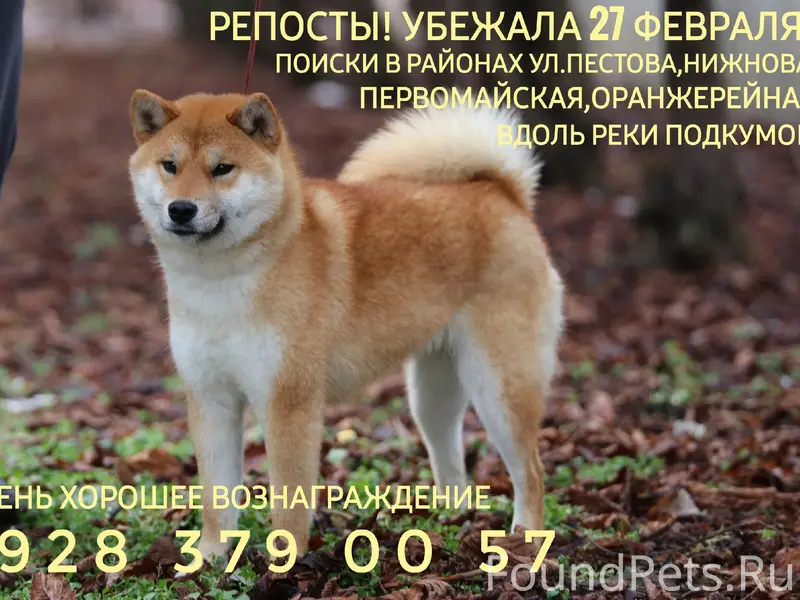 Пропала маленькая собака, Пятигорск