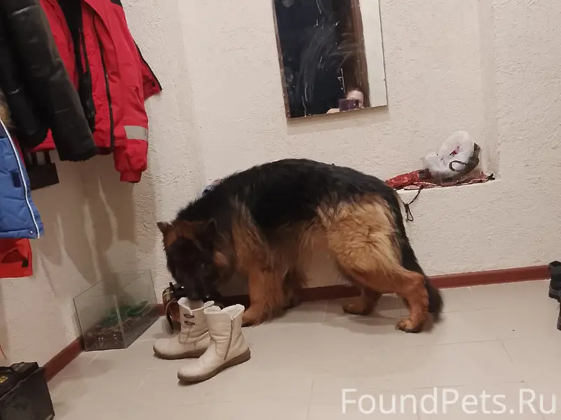 Пропала собака, район Семилукской больницы