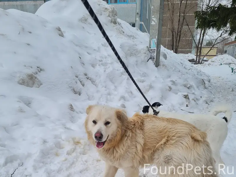 Пропал молодой пёс, Рябикова