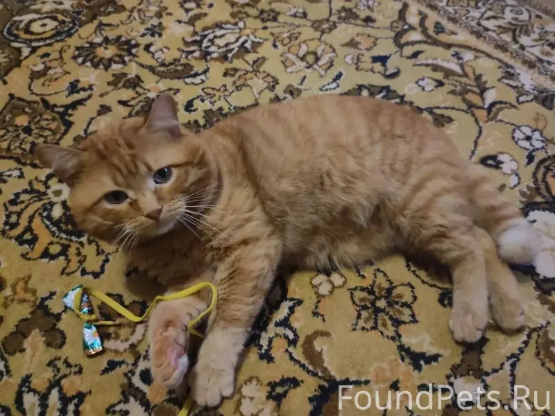 Пропал кот, 1 микрорайон