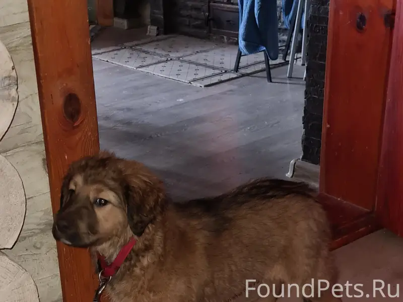 Найден щенок, пос. Панино (Псков)