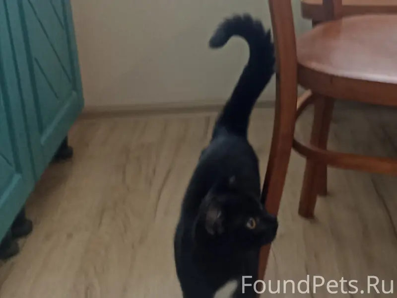 Найден кот, Ямашева 4