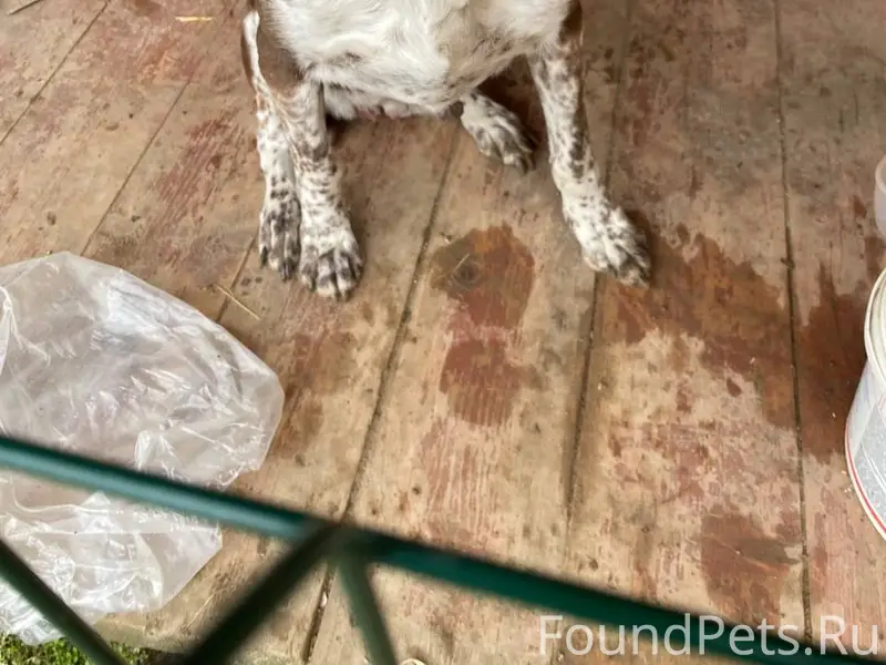 Найден пёс, с. Ильинка Красноперекопского района