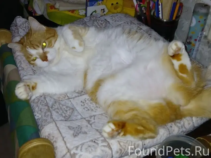 Пропала кошка, дом Зарубина 13