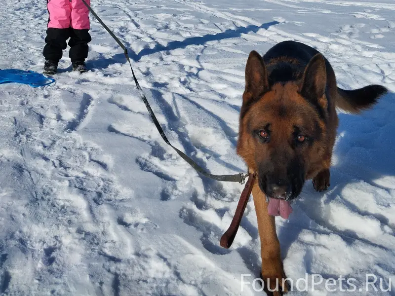 Пропала собака, Энгельс