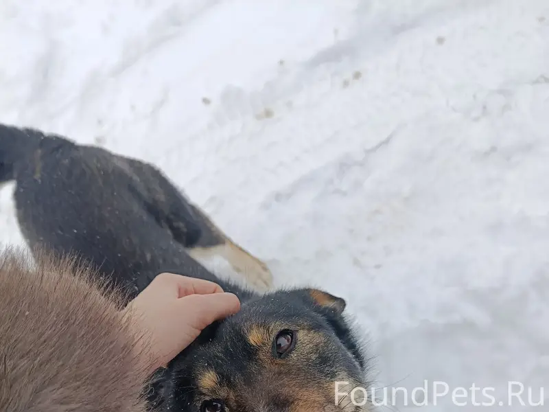 Найден пёс, местоположение неизвестно