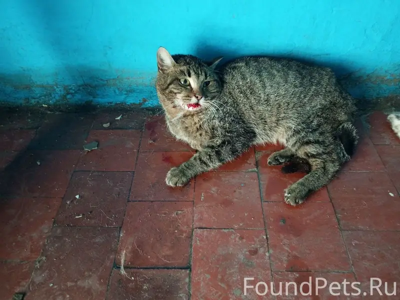 Найдена кошка с травмой, Новосемейкино