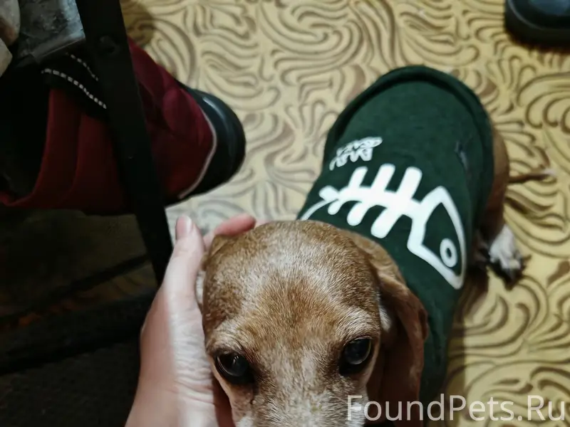 Найден тип собаки не указан, улица Ноградская