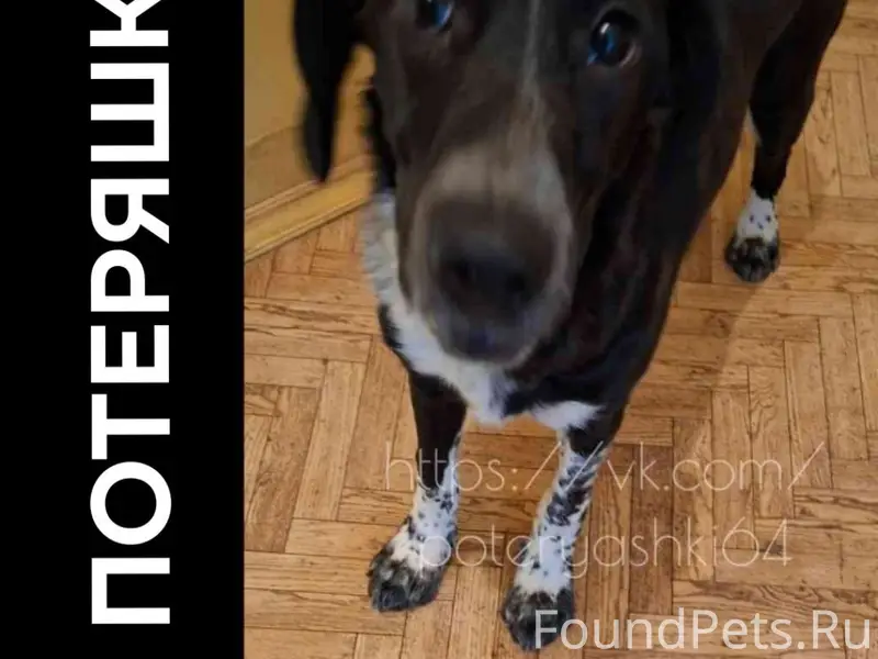 Найдена собака
