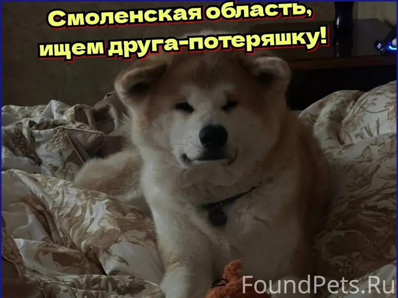 Пропал Юдай, Сафоново