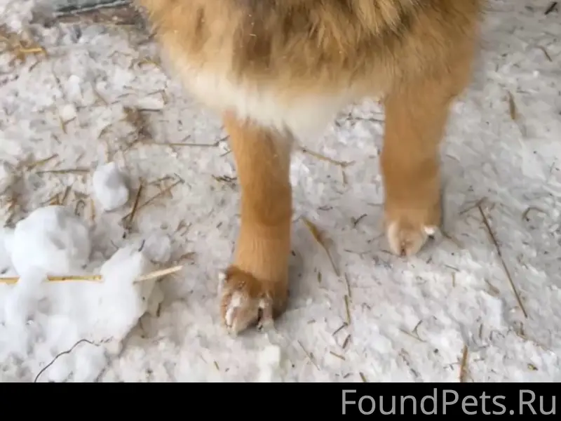 Пропал пёс Миша, Узловая