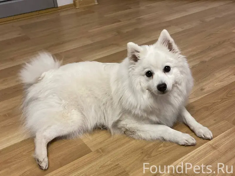 Пропала Японский шпиц Юми, Екатеринбург