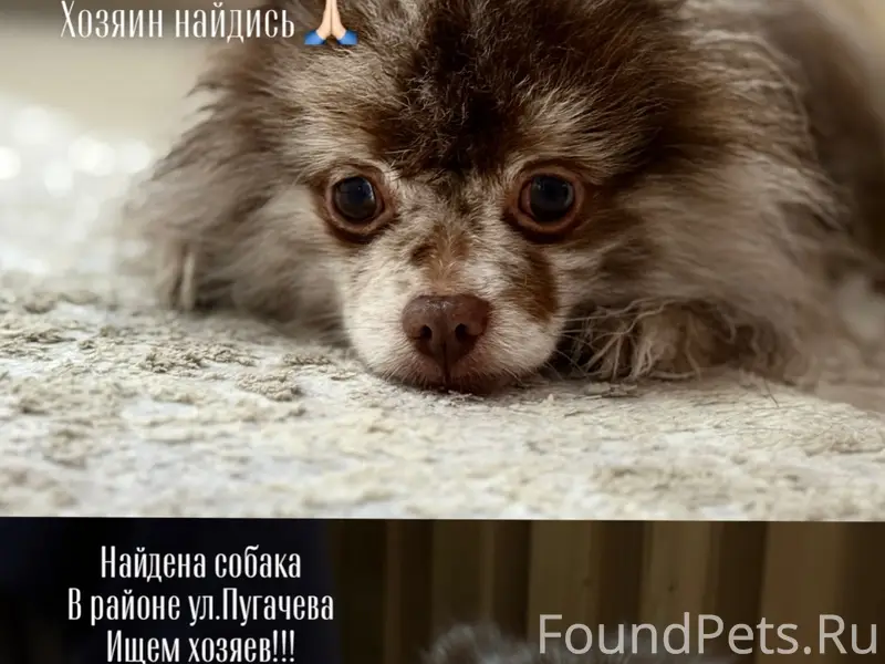 Найден тип собака, ул. Пугачева