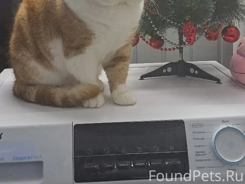 Пропал шотландский кот, Ляпино