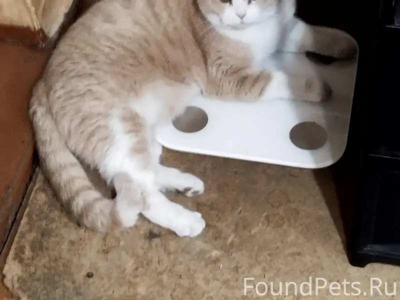 Пропал кот Марс, район Греческой улицы