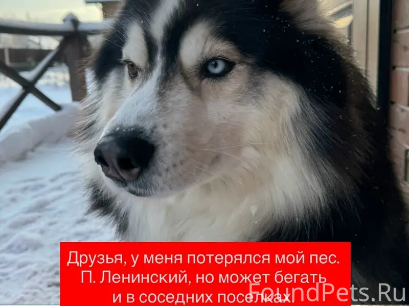 Пропал метис хаски и маламута, Ленинский