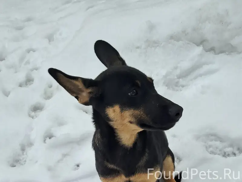 Найден щенок (девочка), Воронеж, улица Волгоградская