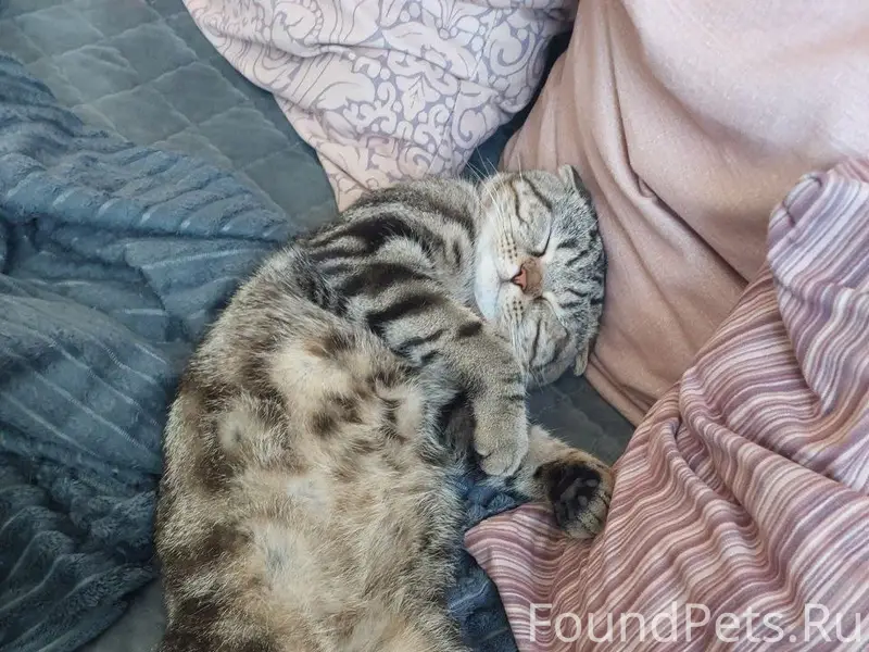 Пропал шотландский кот Тёма, Брянск