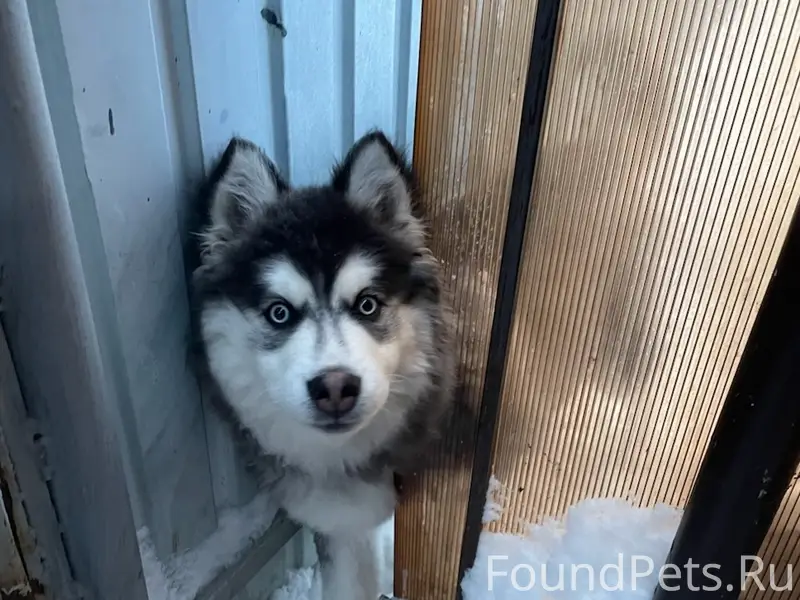 Пропал щенок Марат, Красное