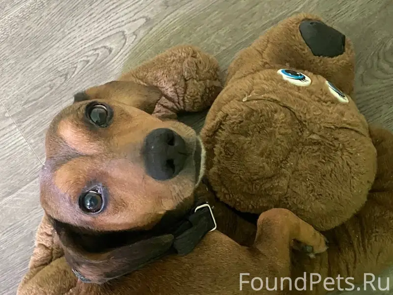 Пропал такса Макс, микрорайон Северный