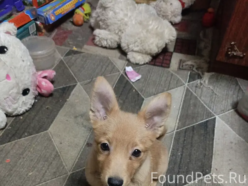 Пропал щенок Ети, ул. Октябрьская