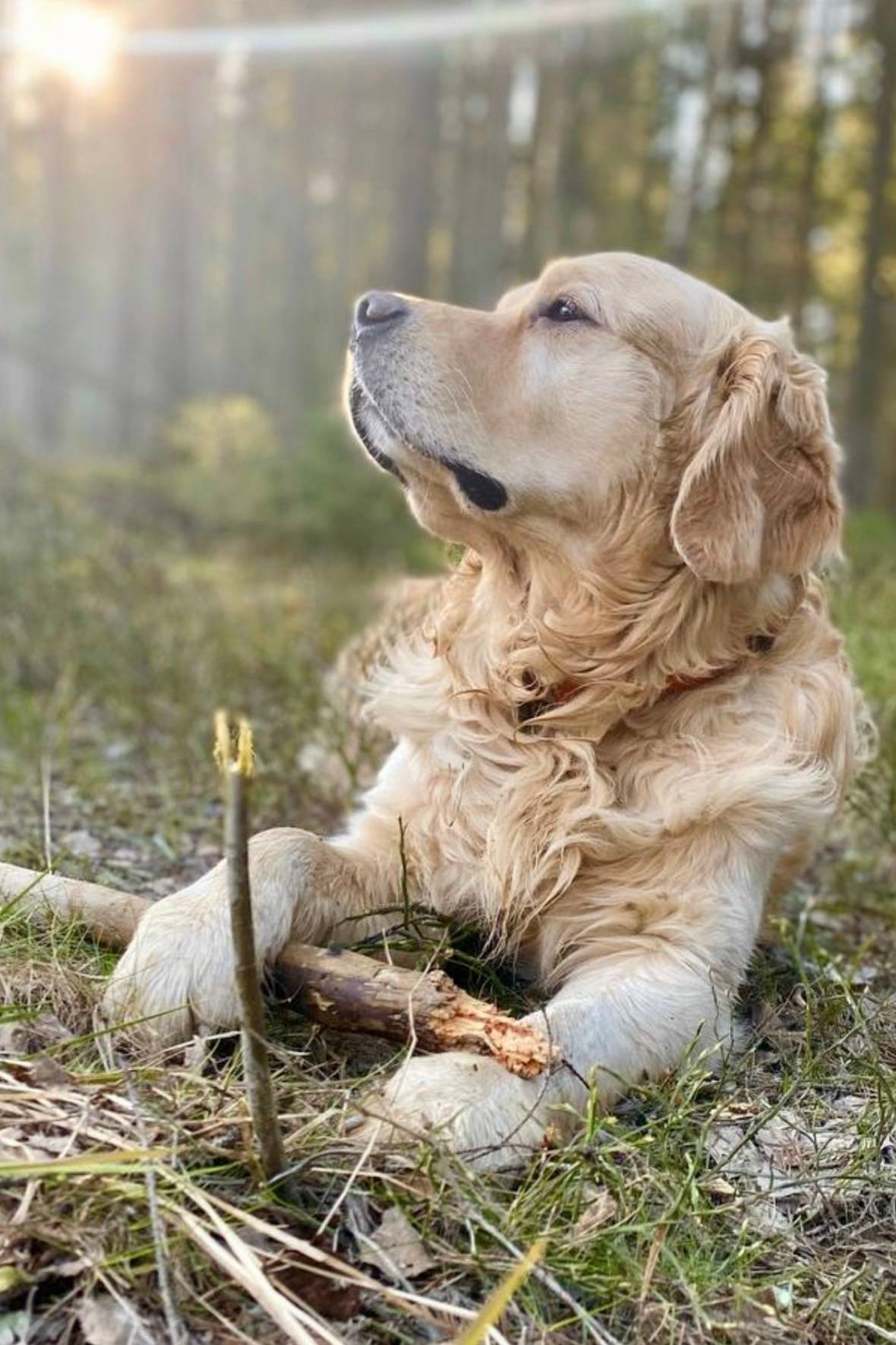 Пропал золотистый ретривер Густав, Любовино (Вартемяги)