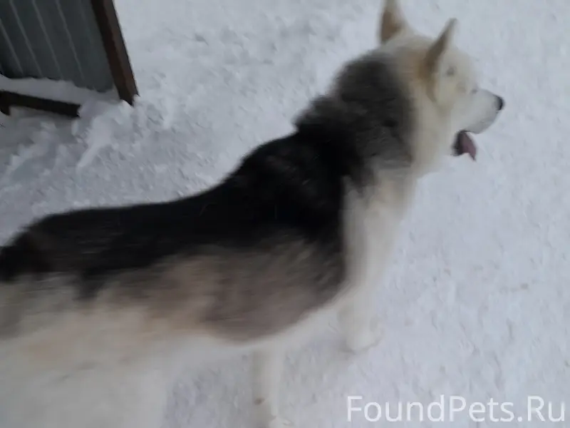 Пропала собака, Пригородная