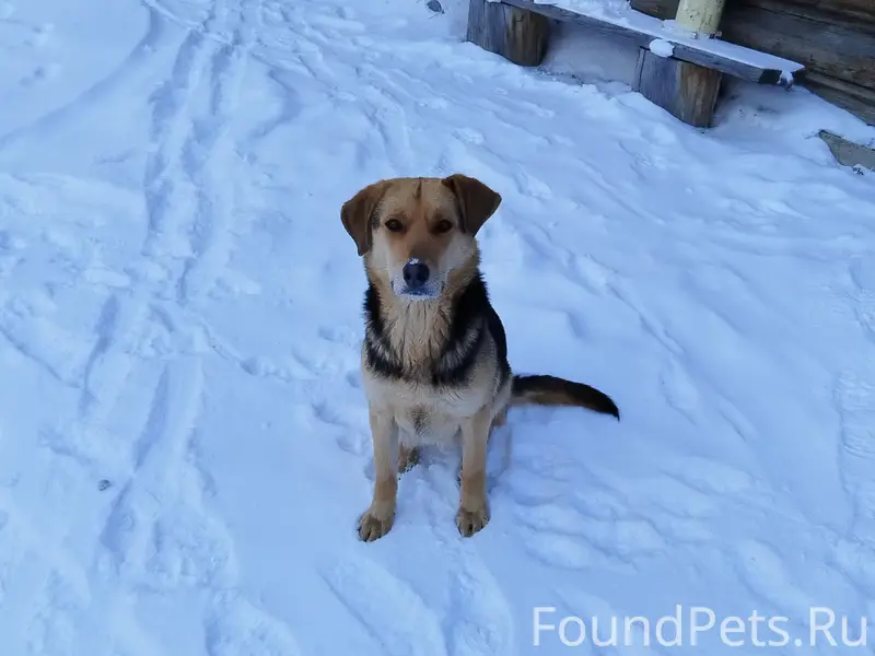 Найден щенок девочка, река Дудет