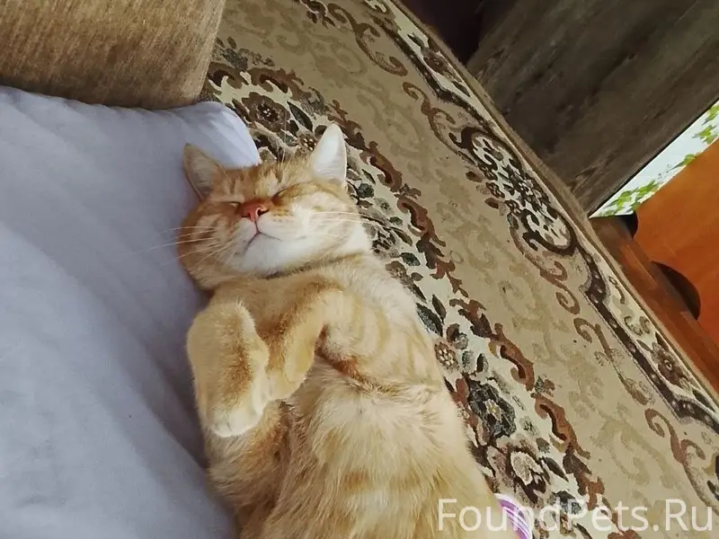 Пропал рыжий кот Фёдор, Роща, ул. Чернышевского