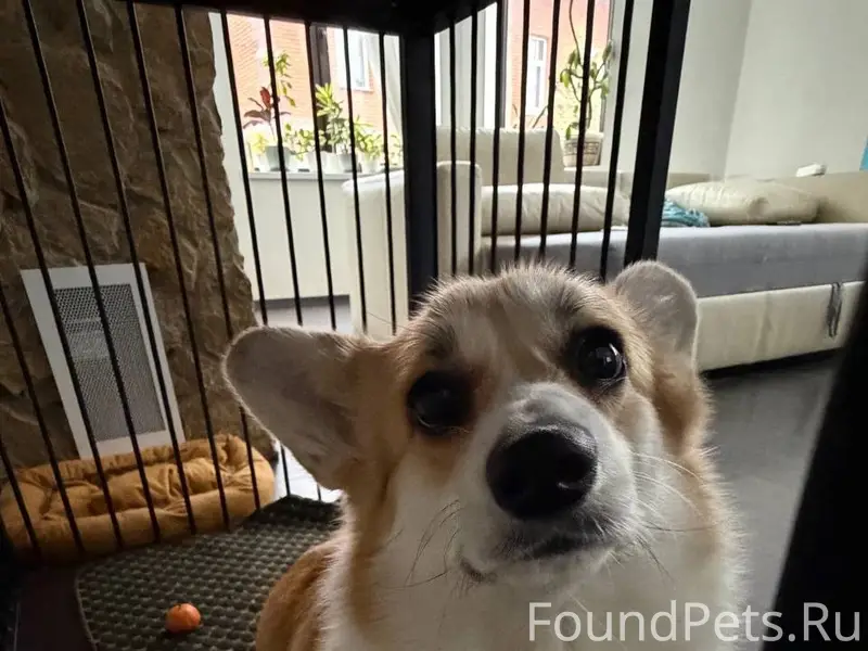 Пропала собака Марфа, Левашово