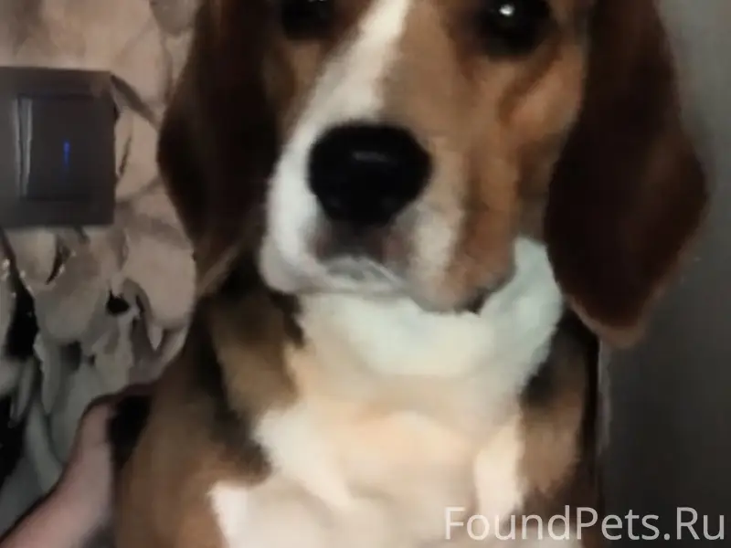 Пропал пёс Бодя, район Ватутина