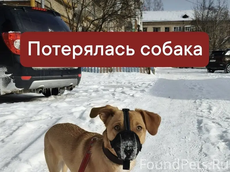 Пропала собака Ася, район города