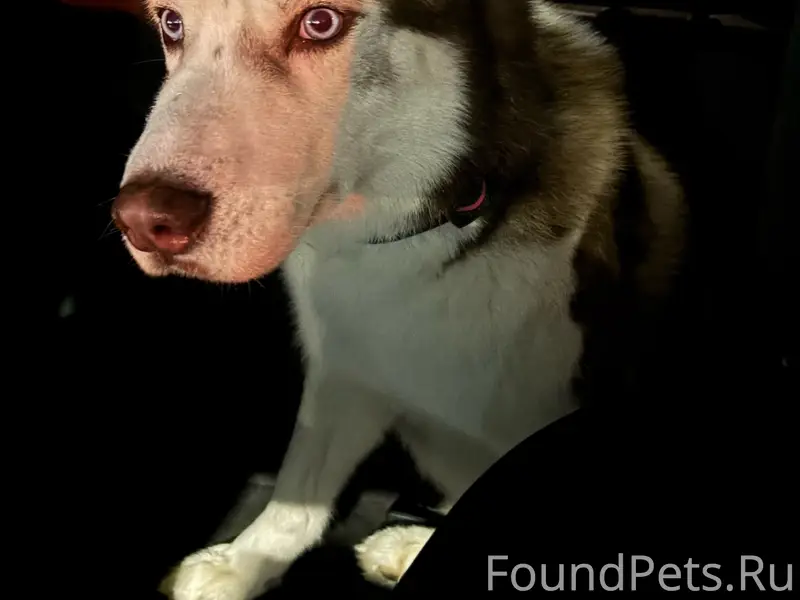 Найден тип собака, Северодвинск