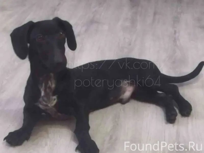 Пропал такса Кузя, Заводской район Саратова