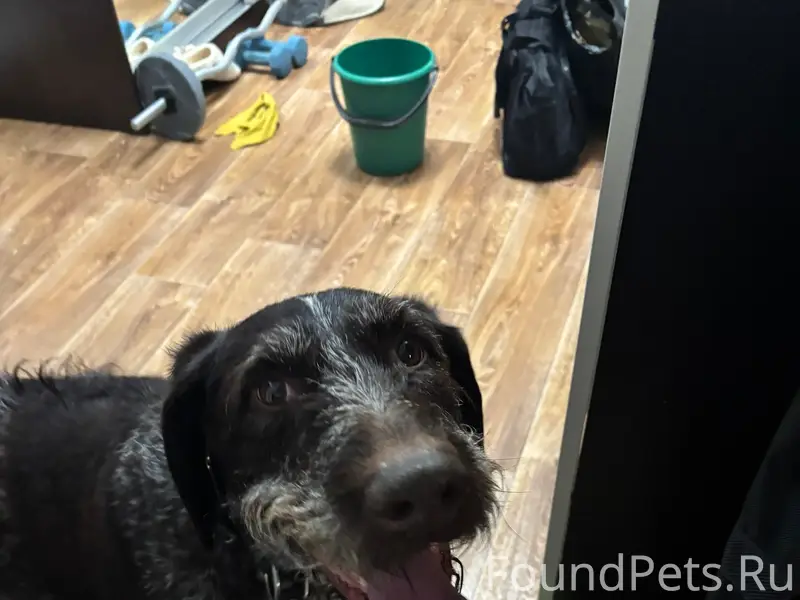 Пропал пёс, улица Кирова