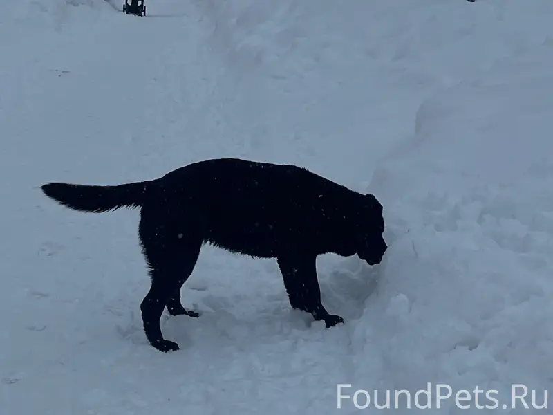 Найден лабрадор, девочка, Новая Кузнечиха