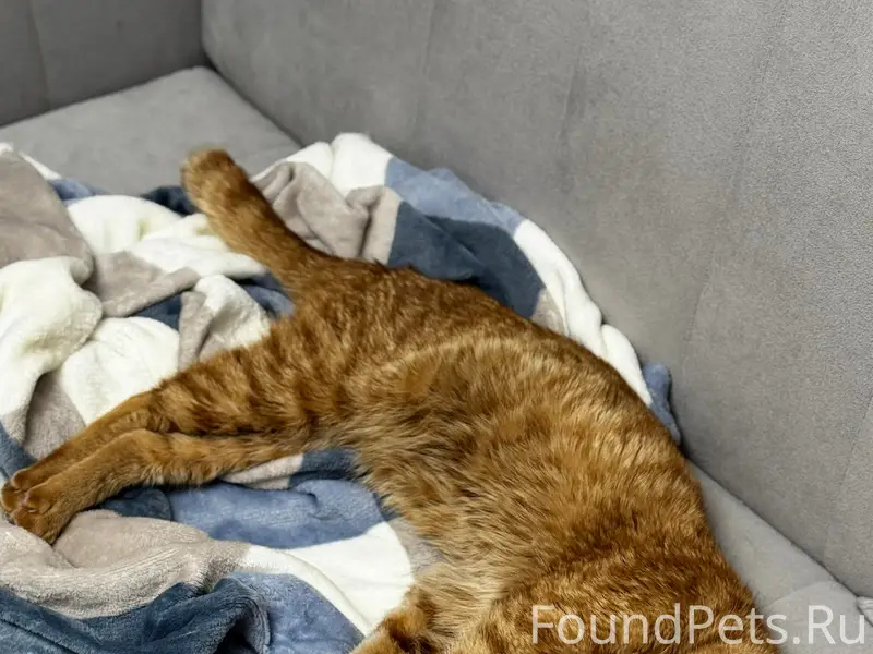 Найден котик, Новое Подгорное