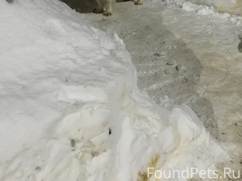 Найден пёс с ошейником, Дружбы 5