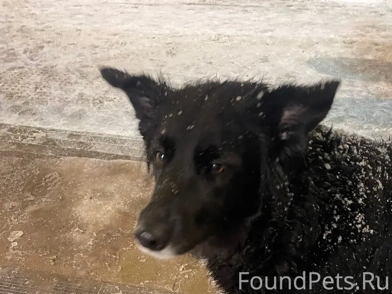 Найден пёс, микрорайон Цветы