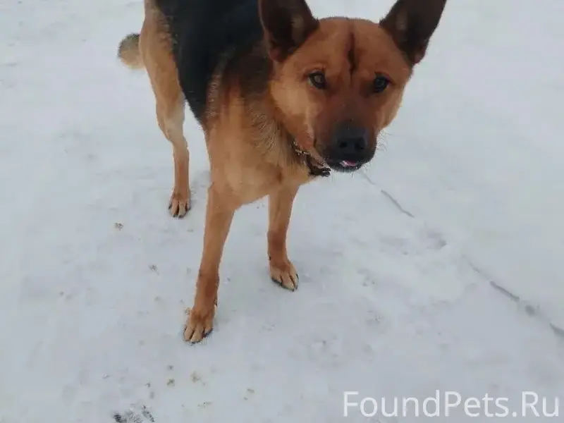 Пропал мальчик с ошейником, Бакланово