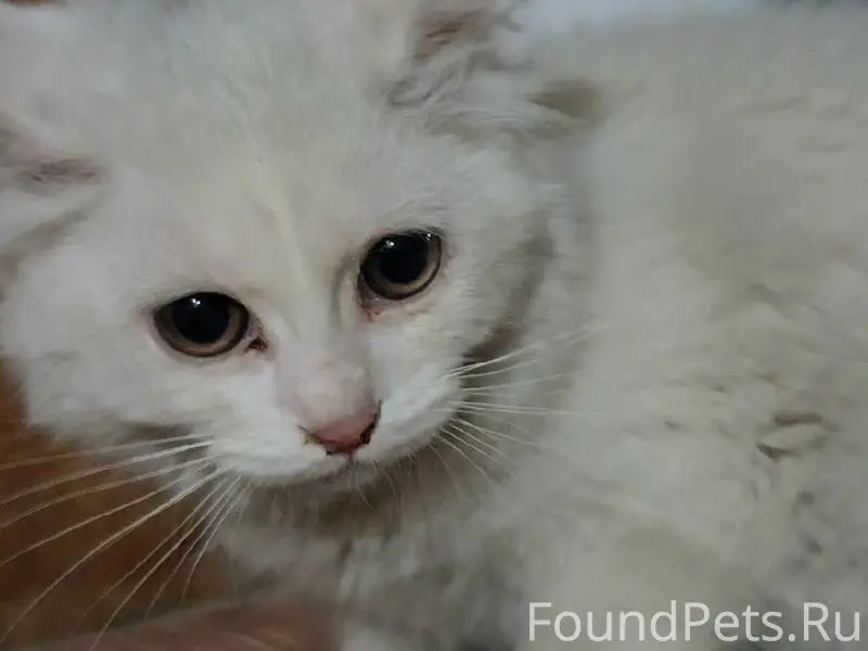 Пропала белая кошка, возле памятника Гаспринского